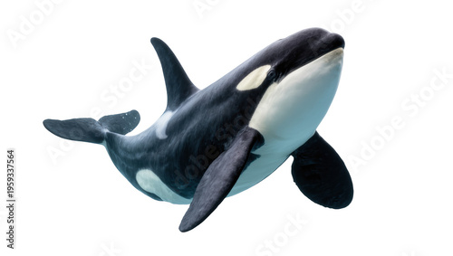 Majestic killer whale swimming gracefully, showcasing its distinctive black and white patterns