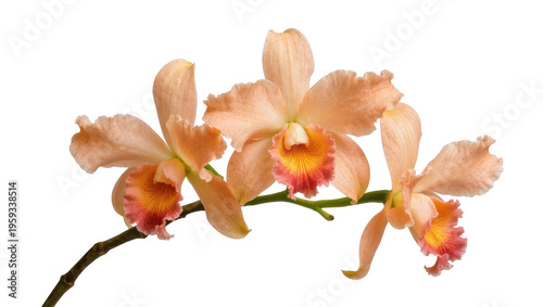 Foto Elegant branch of beautiful peach and orange Cattleya orchids with vibrant cente