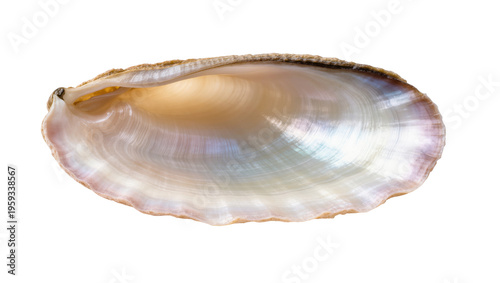 Detailed view of lustrous nacre in an opened marine bivalve shell, showing natural beauty