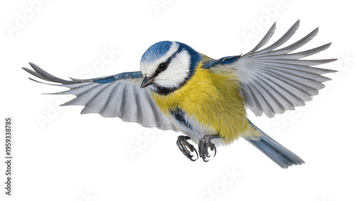 Fotografía Dynamic Blue Tit in graceful flight, wings extended, vibrant blue and yellow fea