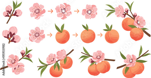 Peach fruit life cycle and growth stages with blossom flowers, ripening process illustration set, botanical agriculture vector collection isolated on white background