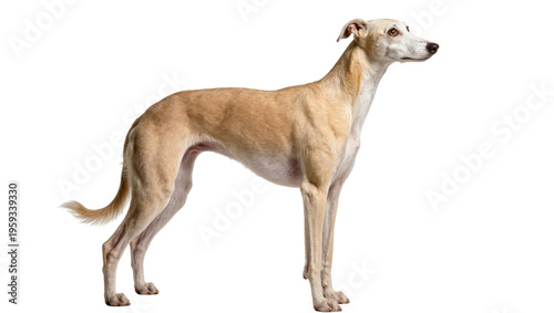 Tableau sur toile Elegant fawn greyhound dog standing proudly in profile, showcasing its sleek and