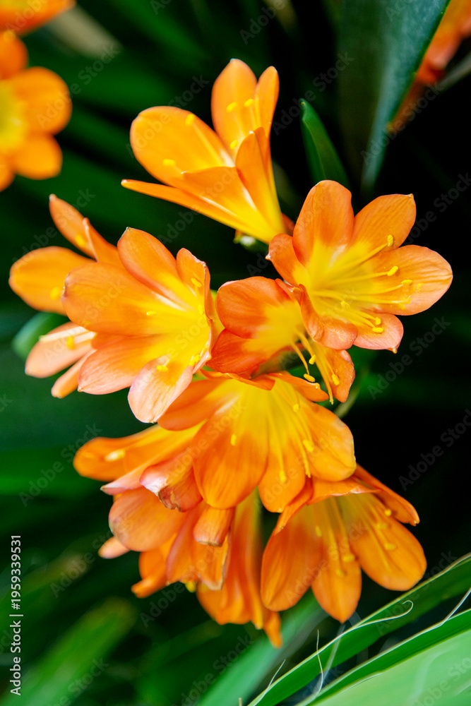Fototapeta premium Clivia Gardena with beautiful yellow flowers. Flora, botany, floristry, agriculture.