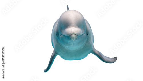 Obraz na plátně A majestic and graceful beluga whale swimming directly towards the camera in cle