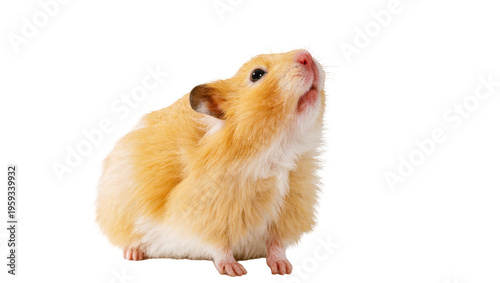 Canvastavla Adorable golden hamster standing attentively, looking upward with curious open mouth