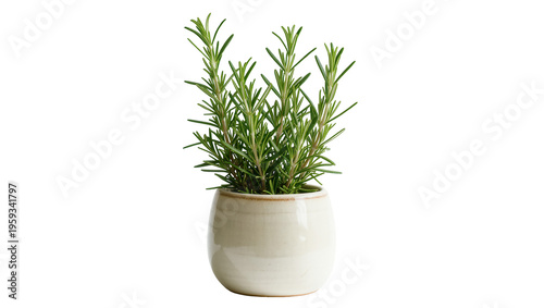 Fragrant fresh rosemary plant in a stylish ceramic pot, ideal for cooking and home decor