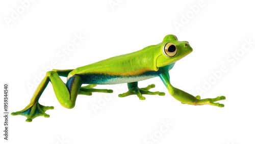 Vibrant green tropical tree frog with distinctive blue and yellow stripes, ready to jump