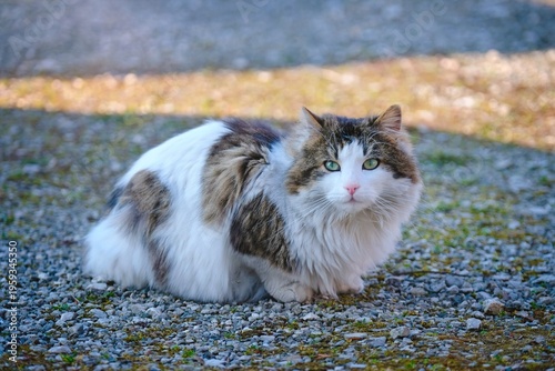 Norwegian Forest Cat sitting on the street and looking at camera. Horizontal image with selective focus.	