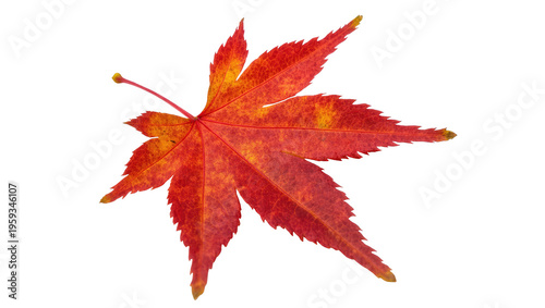 Schilderij op canvas Vibrant red and orange Japanese maple leaf showing beautiful autumn color on a c