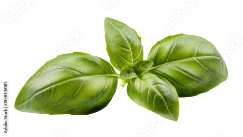 Obraz na plátně Organic fresh green basil leaves, fragrant culinary herb essential for healthy M