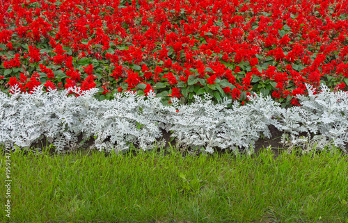 A vibrant natural floral backdrop of decorative silver cineraria and bright red salvia flowers on a green lawn. Summer flowerbed in a city park, landscape design, urban greening