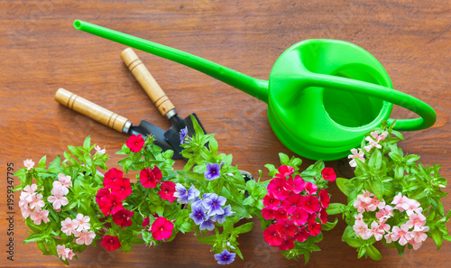 Beautiful multicolor phlox flowers seedlings  (Lat. Phlox) and green watering can on wooden garden table. Spring gardening concept. Growing flowers as a hobby. Top view, close-up, flat lay