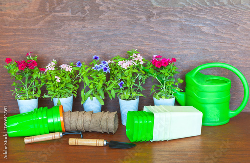 Multicolored phlox seedlings in plastic pots on a garden wooden bench next to a green watering can, plastic pots, peat cups, tools. Spring gardening concept. Growing flowers as a hobby