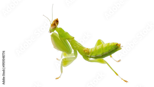Slika na platnu Close up of a vibrant green praying mantis, a beautiful and fascinating predatory insect