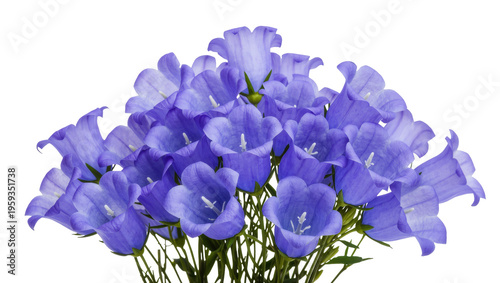 Картината върху платно Beautiful vibrant cluster of purple-blue bellflower blooms, fresh garden campanu