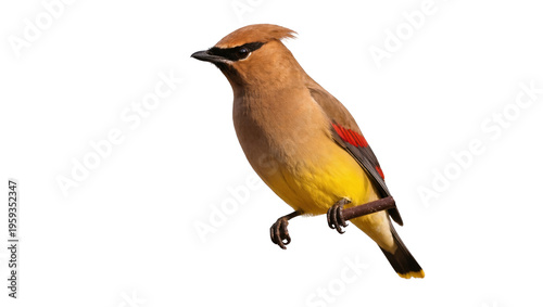 Vibrant Cedar Waxwing showing its distinctive crest, black mask, and waxy red wingtips