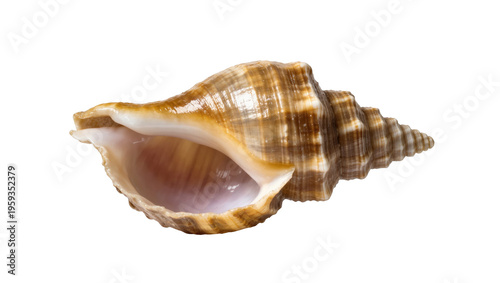 Elegant natural brown and white striped conch seashell with intricate patterns and textures