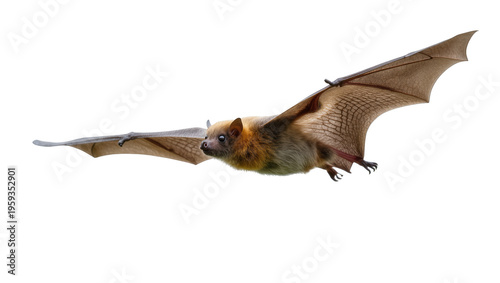 Slika na platnu Flying fruit bat or flying fox gliding with outstretched wings in natural flight