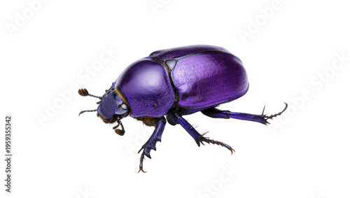 Tableau sur toile Magnificent metallic purple iridescent beetle, vibrant insect close-up studio ph