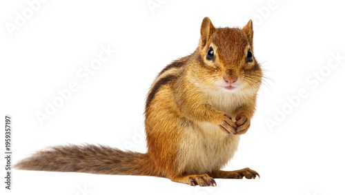 Foto An adorable small eastern chipmunk standing upright on its hind legs looking at