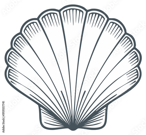 Detailed outline illustration of a seashell