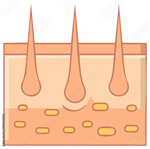 Cross-section of Skin Illustrating Hair Follicles and Sebaceous Glands