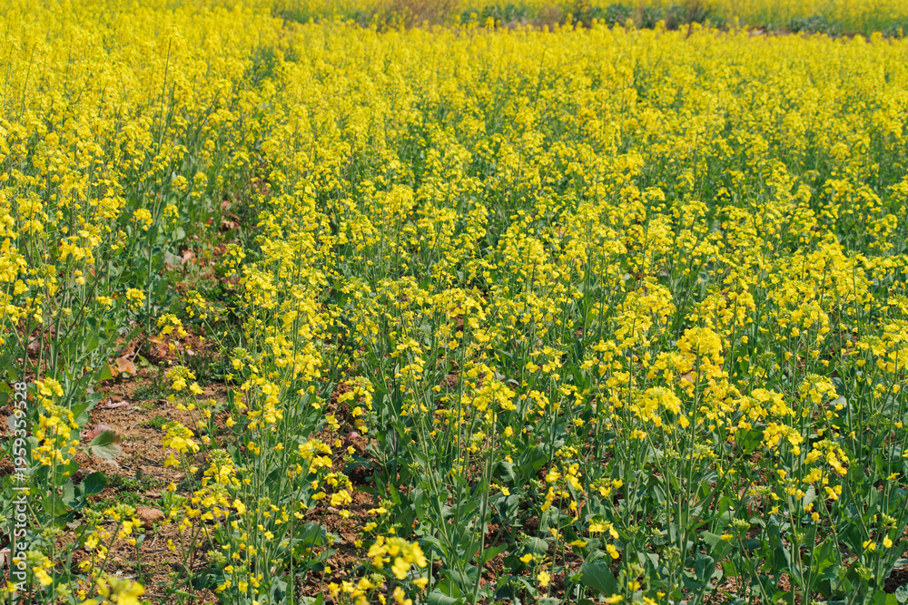 Obraz premium Blooming rapeseed flowers in a wide yellow field in spring