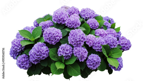 Tableau sur toile Gorgeous cluster of abundant purple hydrangea flowers blooming with fresh green