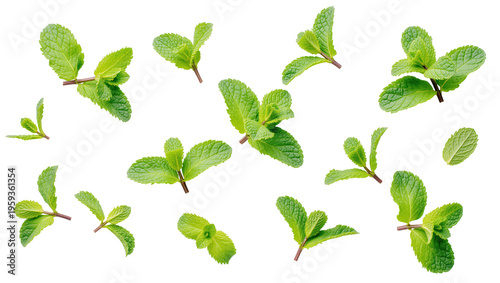 Fresh green mint leaves scattered, vibrant aroma and flavor for cooking and beverages