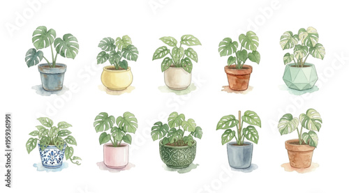 Watercolor Monstera Plant Clipart Set — 10 Potted Tropical Houseplants PNG SVG Vector Illustration
