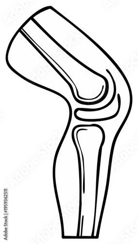 Medical illustration of a human knee joint showing bones and cartilage structure in black and white