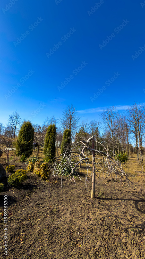 Fototapeta premium Barren tree stands alone in open field. A barren tree leans in an open field with shrubs and bushes around it under a clear blue sky in early spring.