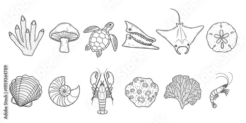 Hand drawn collection of diverse marine life and natural elements featuring a sea turtle manta ray scallop shell lobster and coral ideal for educational materials or ocean themed graphic