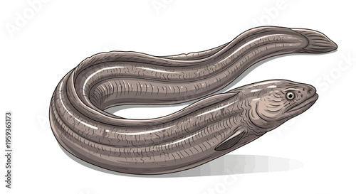 Illustration of a striped eel on a white background
