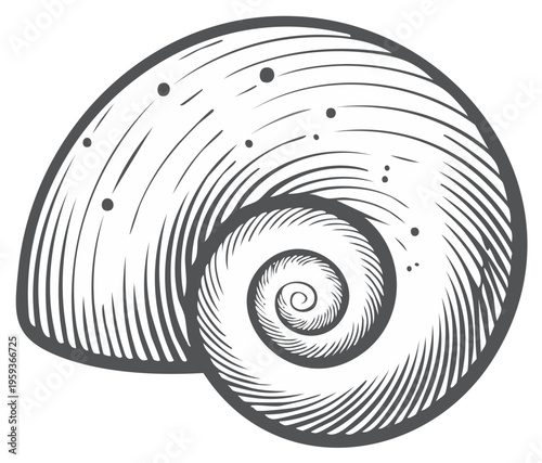 Elegant Engraving Style Illustration of a Seashell, Spiral Shell, Vector Design Element, Aquatic Nature Art