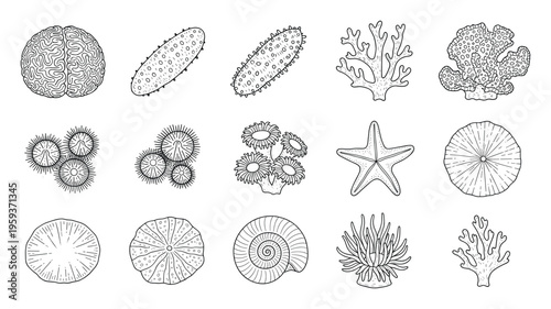 Hand drawn line drawing set of various marine organisms including corals, sea cucumber, starfish, anemone, sea urchin, and shell for educational resources and nature studies