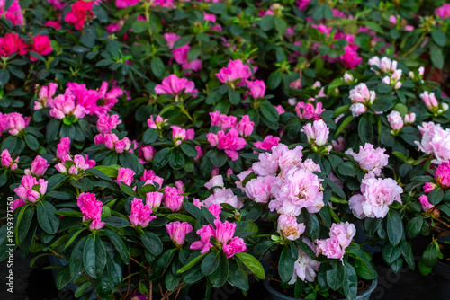 Beautiful Pink and Pale Ros...