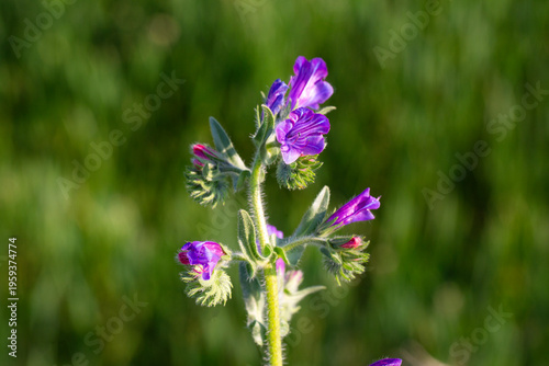 Purple Viper's Bugloss (Ech...