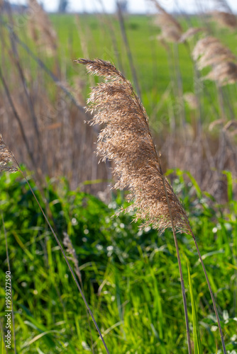 Golden Common Reed (Phragmi...