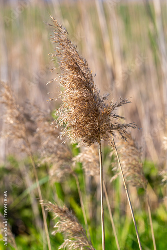 Golden Common Reed (Phragmi...