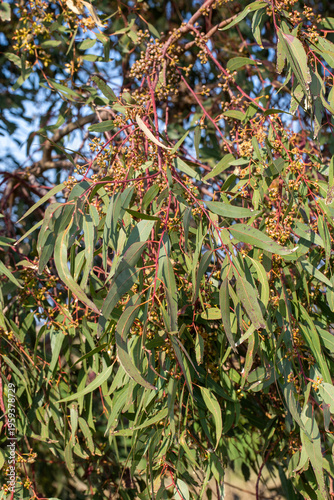 Eucalyptus Tree Branches wi...