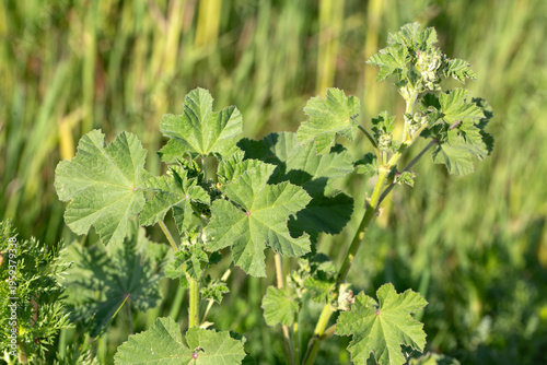 Common Mallow (Malva Sylves...
