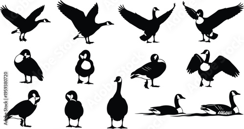 Canada goose silhouette vector collection, black and white geese flying standing and swimming poses, detailed waterfowl wildlife illustration set