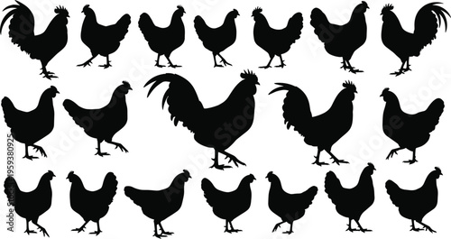 Chicken and rooster silhouette collection, farm poultry hen vector set isolated on gray background for agriculture, livestock and design projects