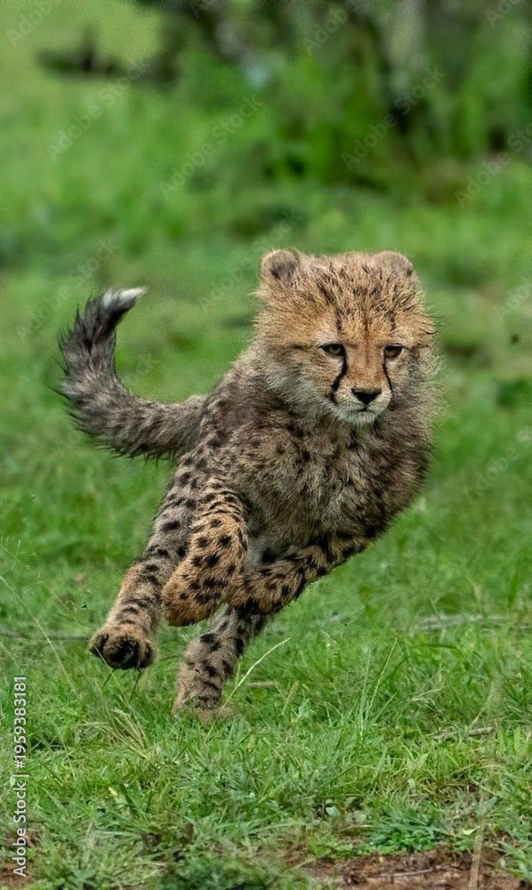 Fototapeta premium cheetah in the grass running photography 