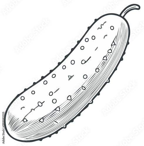 Hand-drawn illustration of a fresh cucumber, vegetable sketch in black and white.