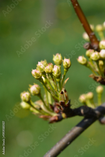 Japanese pear flower buds - Latin name - Pyrus pyrifolia