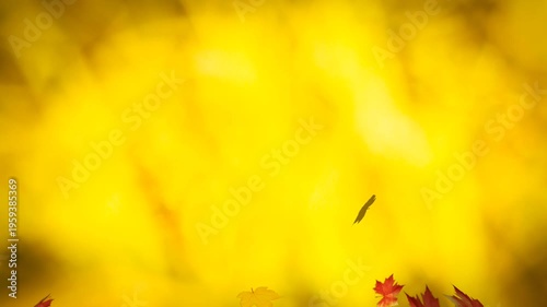 Autumn Leaves Falling Slowly - Golden Yellow Background, Gentle Motion, Seasonal Transition