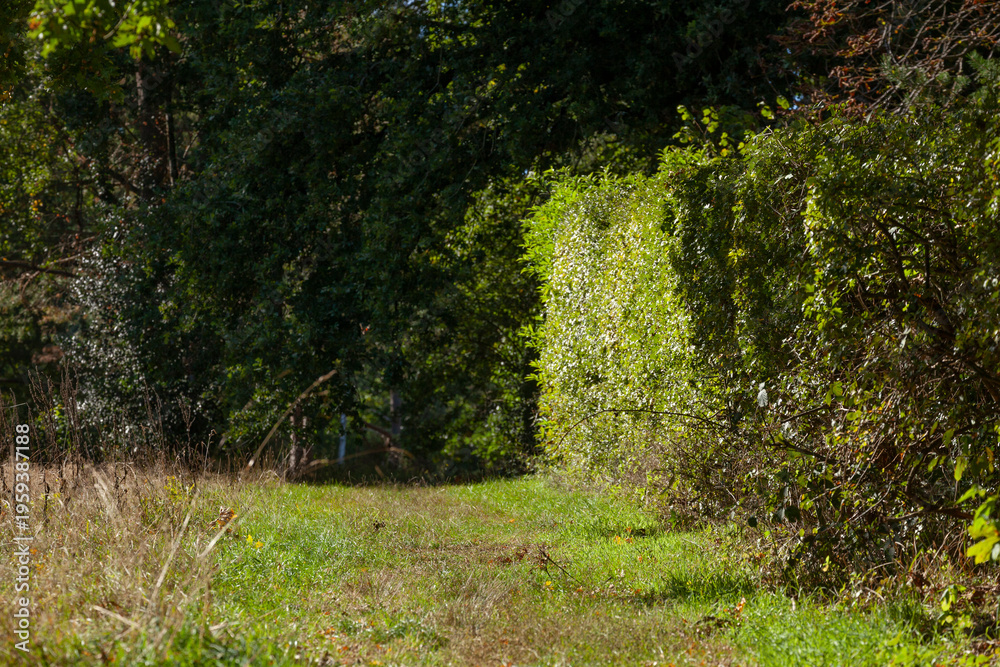 Fototapeta premium Pfad an einer Gartenhecke, Deutschland