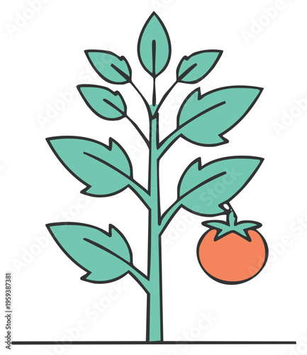 Isolated tomato plant with ripening tomato growing on it vegetable garden